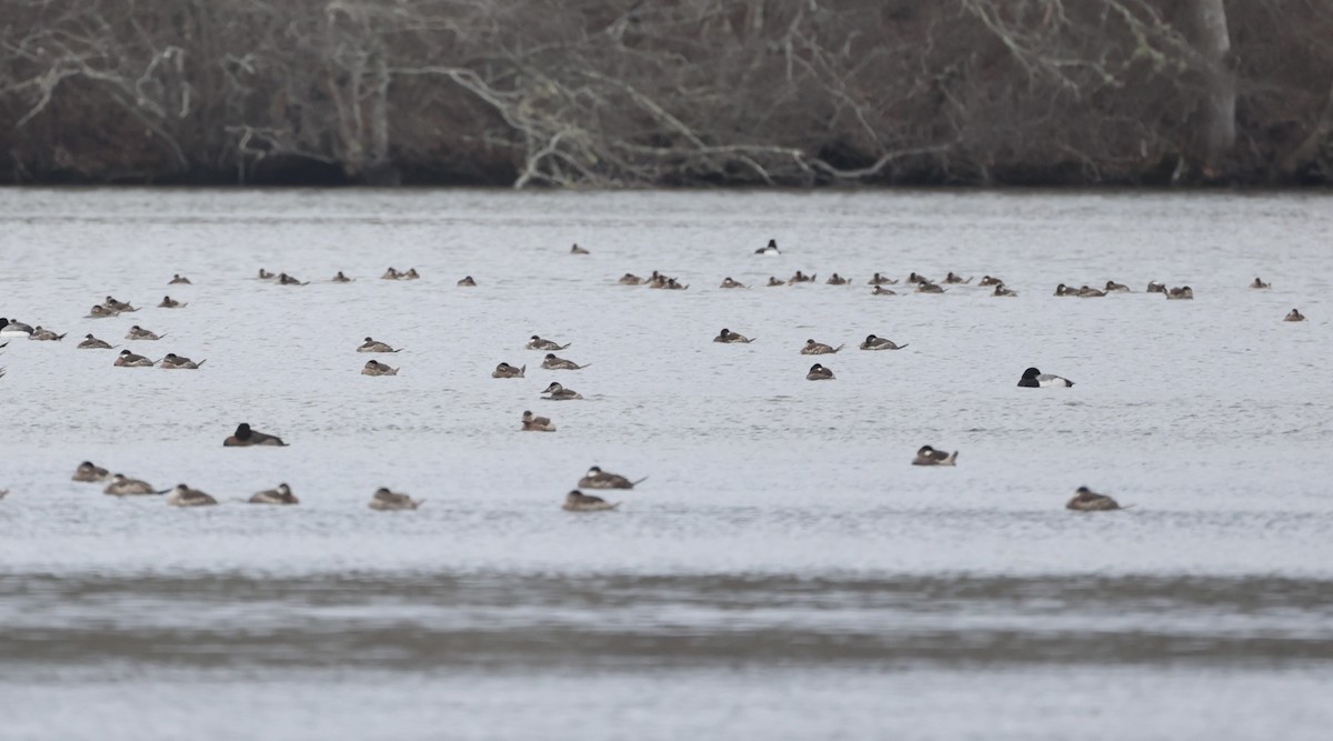 Ruddy Duck - ML615649746