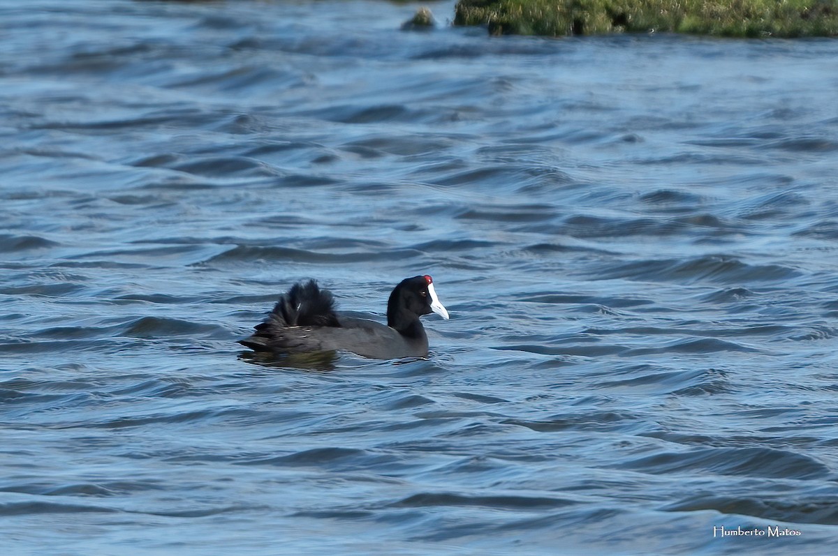 Red-knobbed Coot - ML615649763