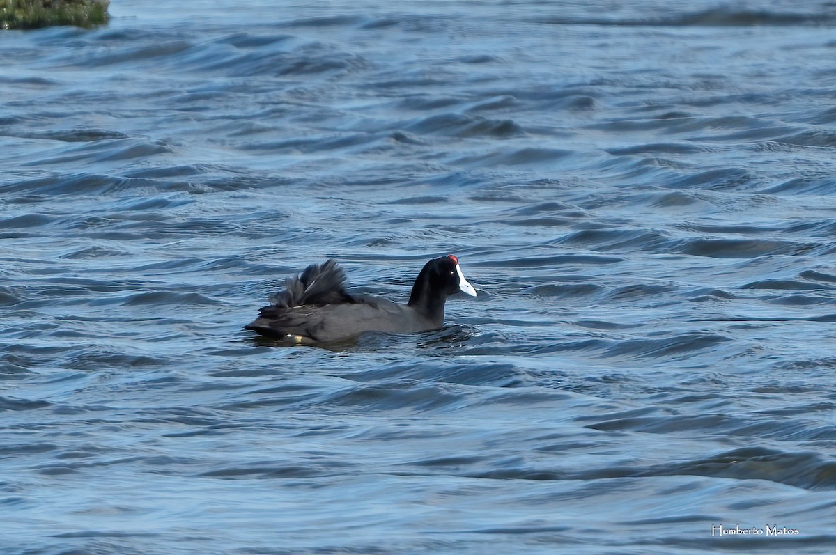 Red-knobbed Coot - ML615649770