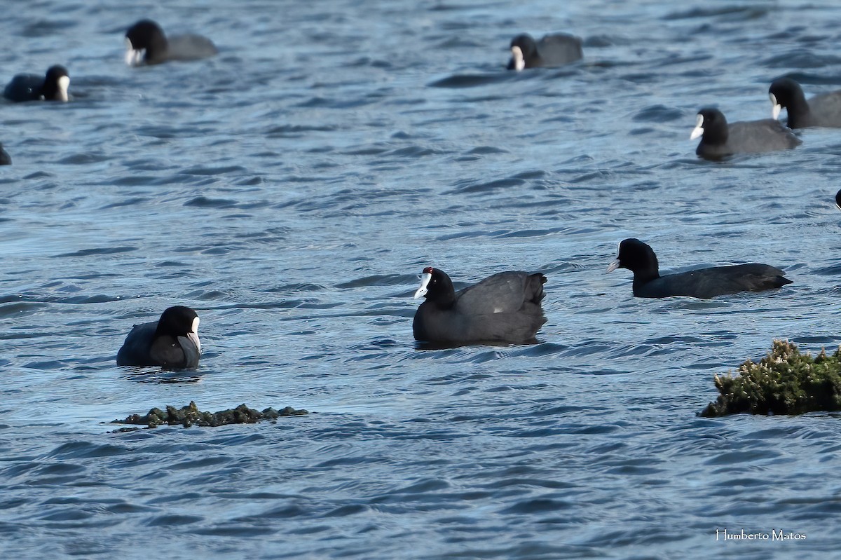 Red-knobbed Coot - ML615649799