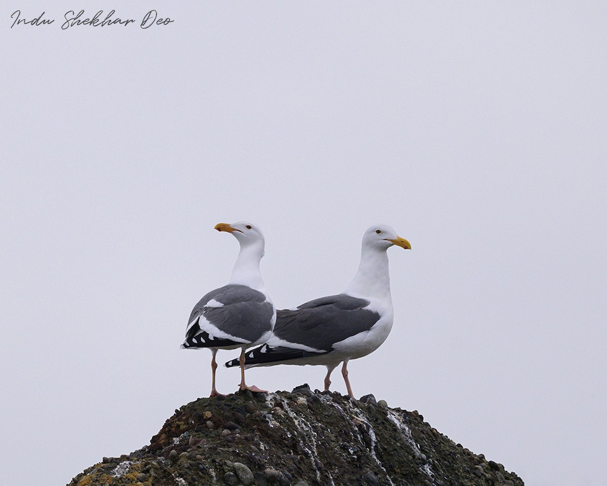 Western Gull - ML615649832