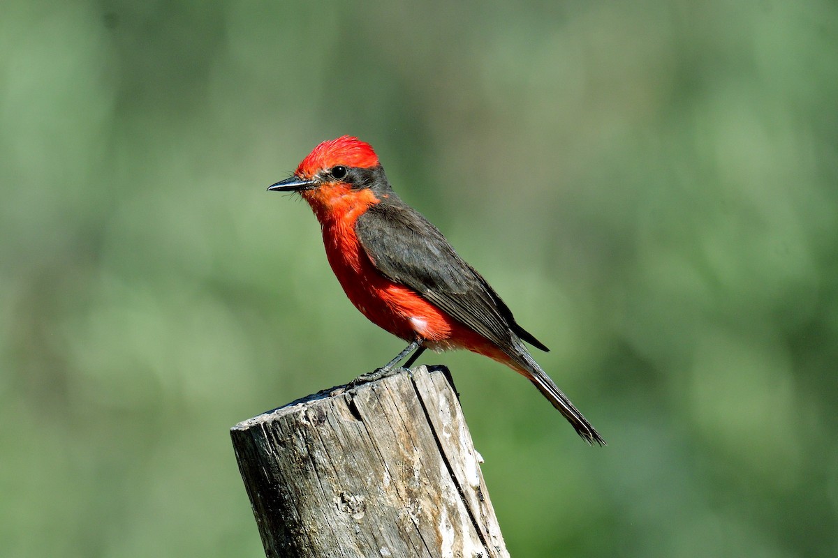 Vermilion Flycatcher - ML615649853