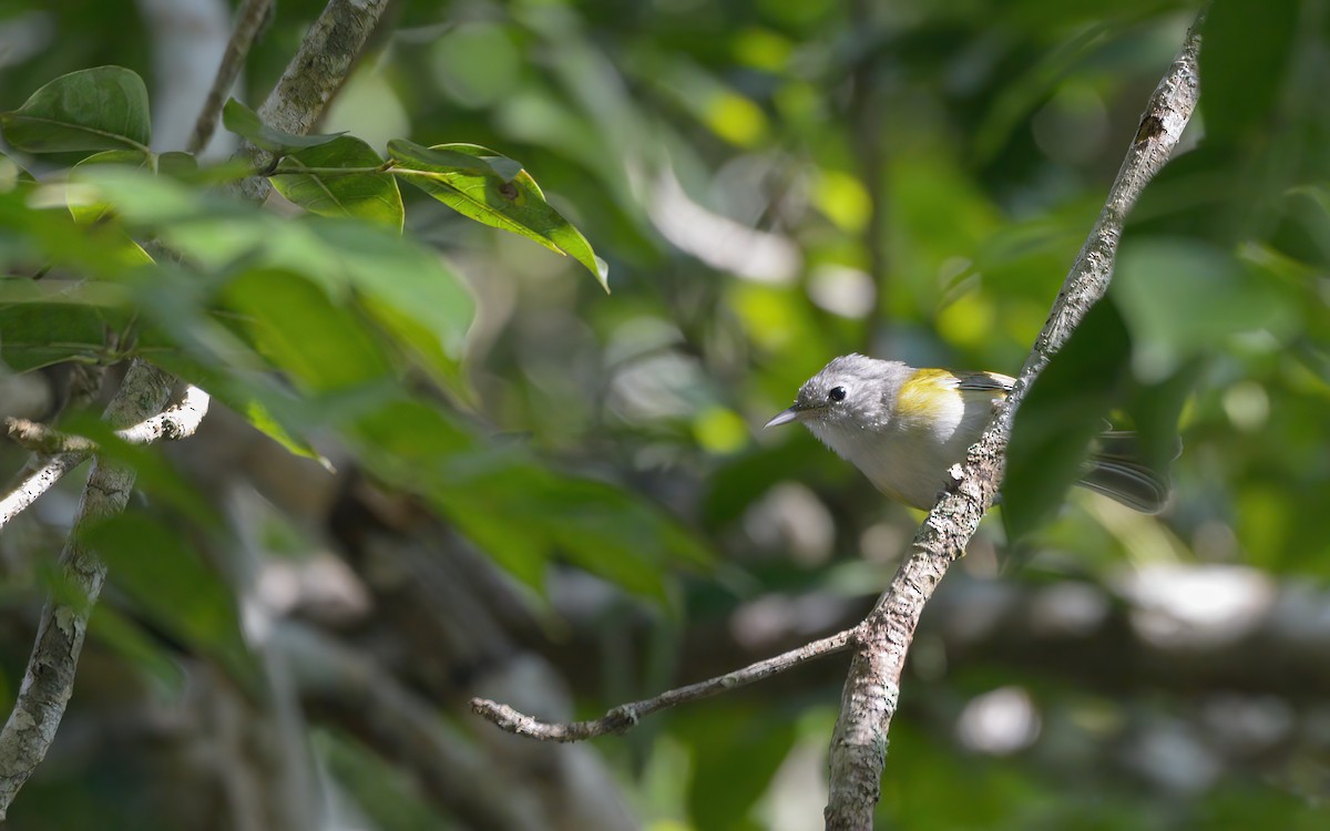 Lesser Greenlet (Northern) - Luis Trinchan