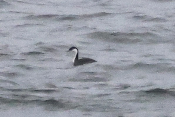 Western Grebe - ML615649871