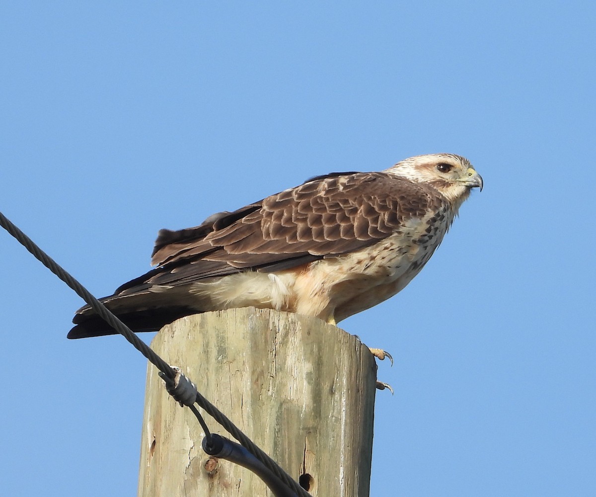 Swainson's Hawk - ML615649889