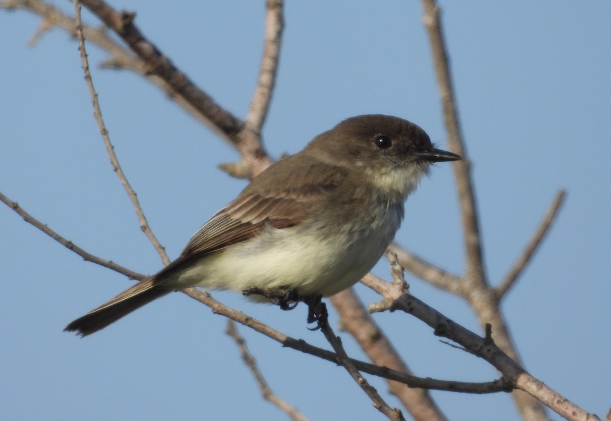 Eastern Phoebe - ML615649936