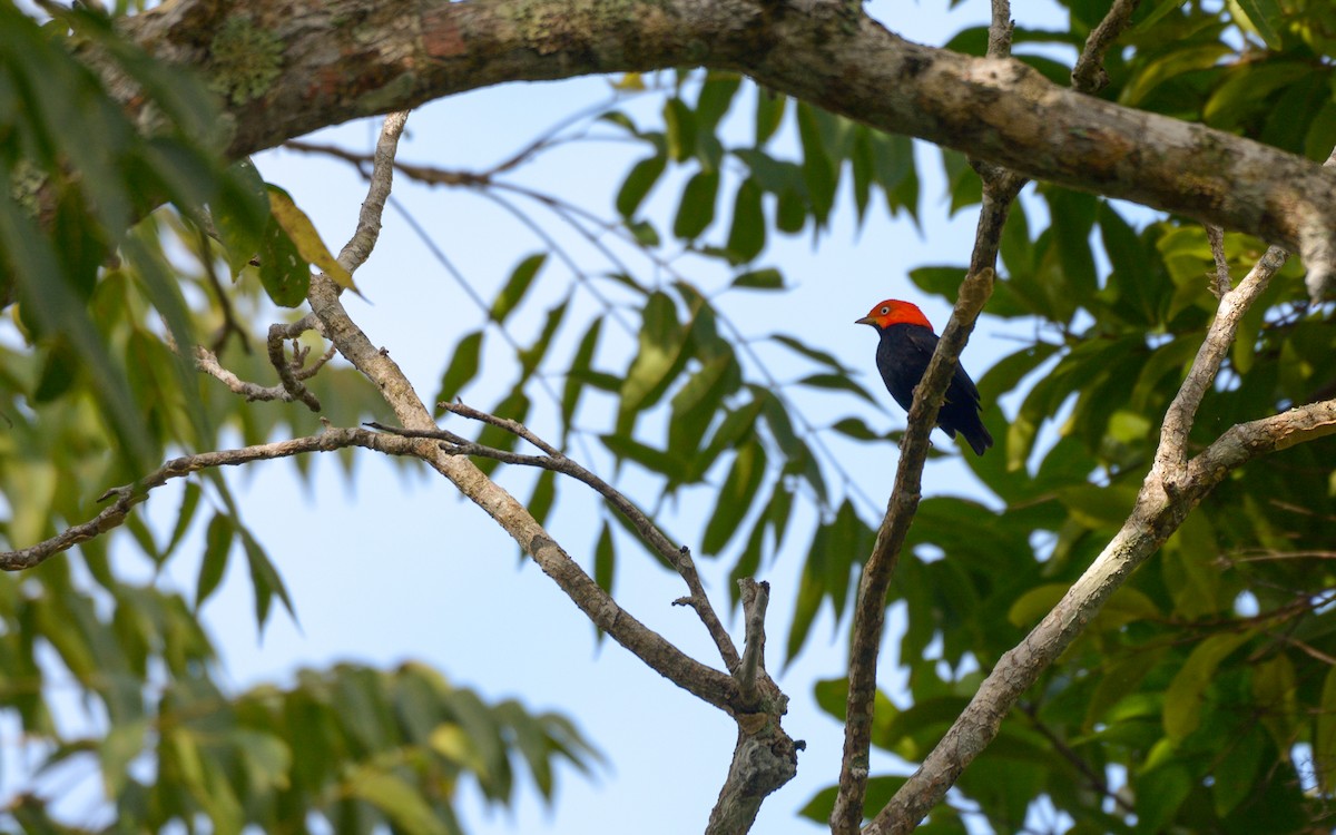 Red-capped Manakin - Luis Trinchan