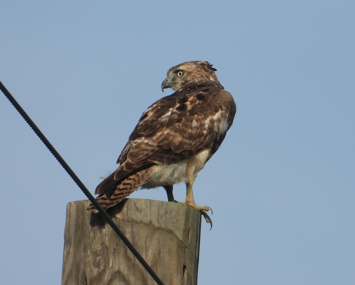 Red-tailed Hawk - ML615649982