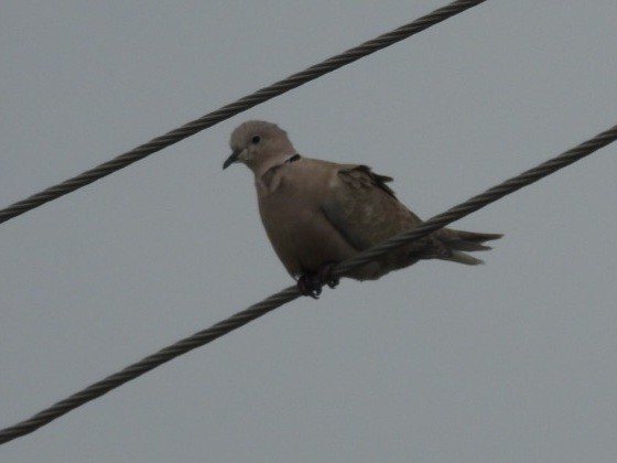 Eurasian Collared-Dove - ML615649997