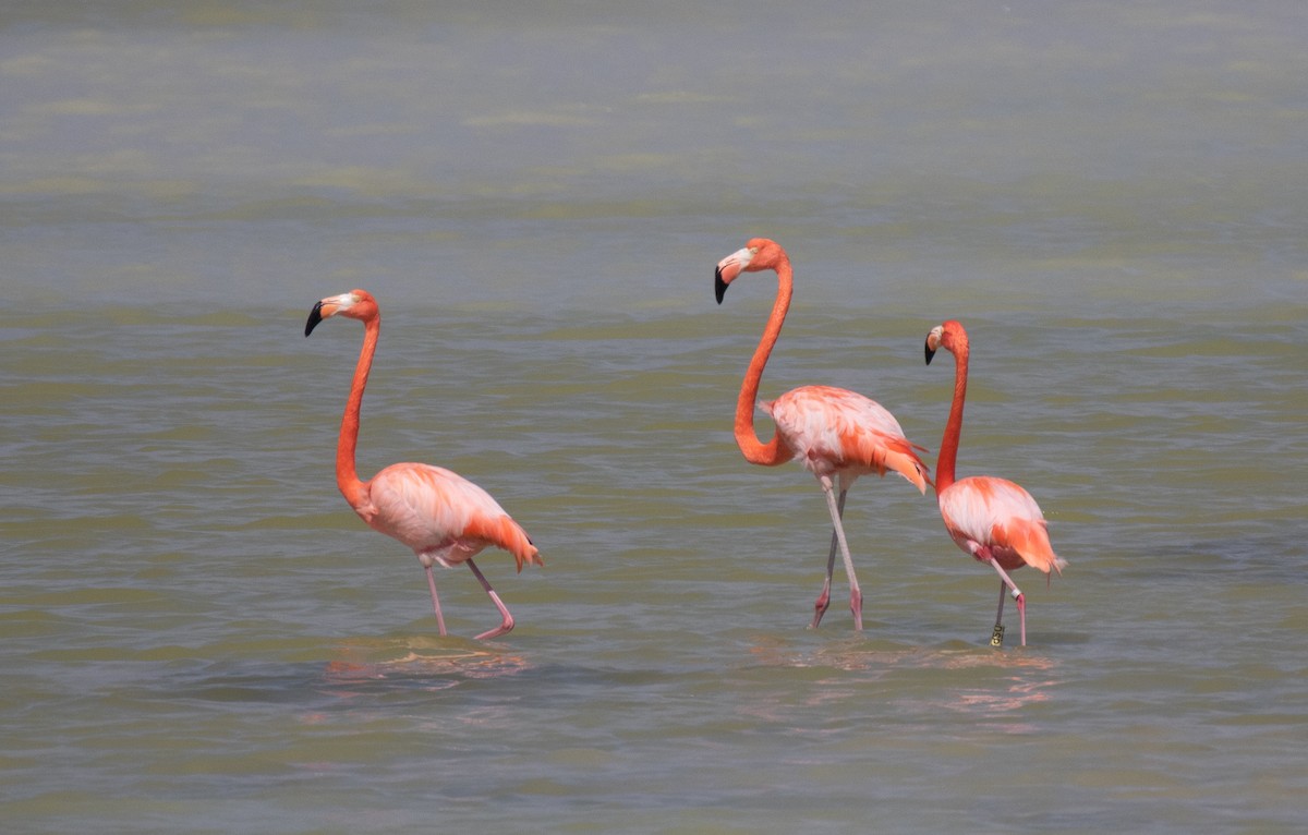 Flamant des Caraïbes - ML615650065