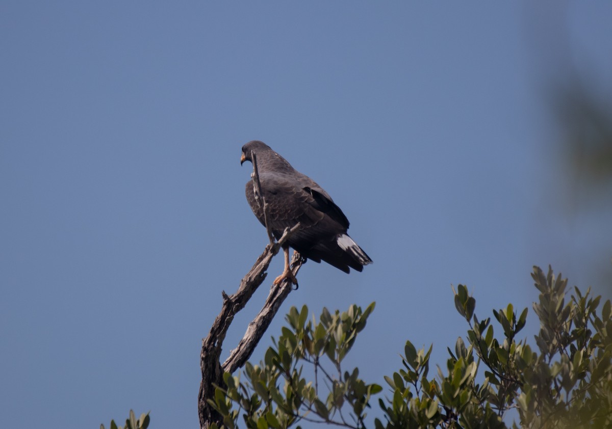 Cuban Black Hawk - ML615650087