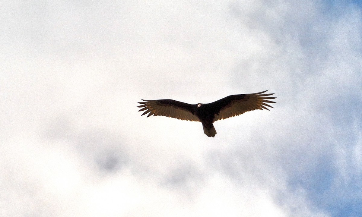 Turkey Vulture - Drew Weber