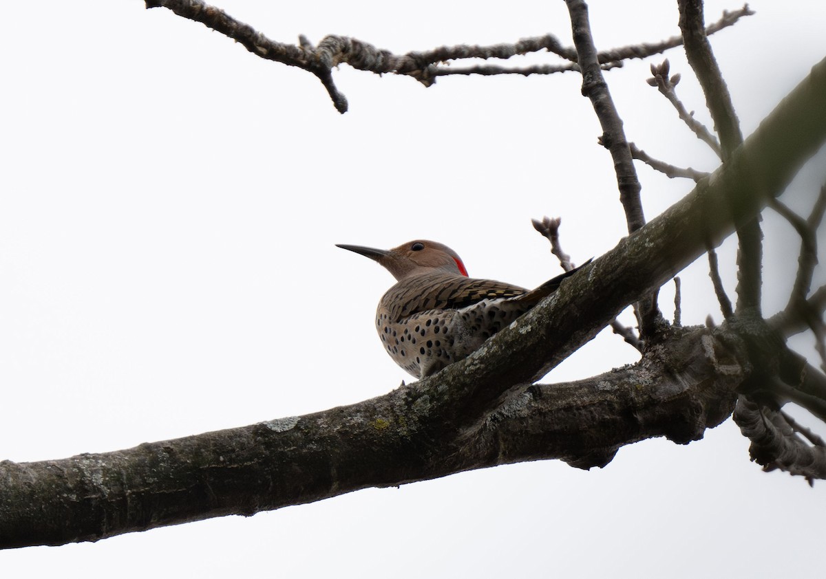 Northern Flicker (Yellow-shafted) - ML615650132