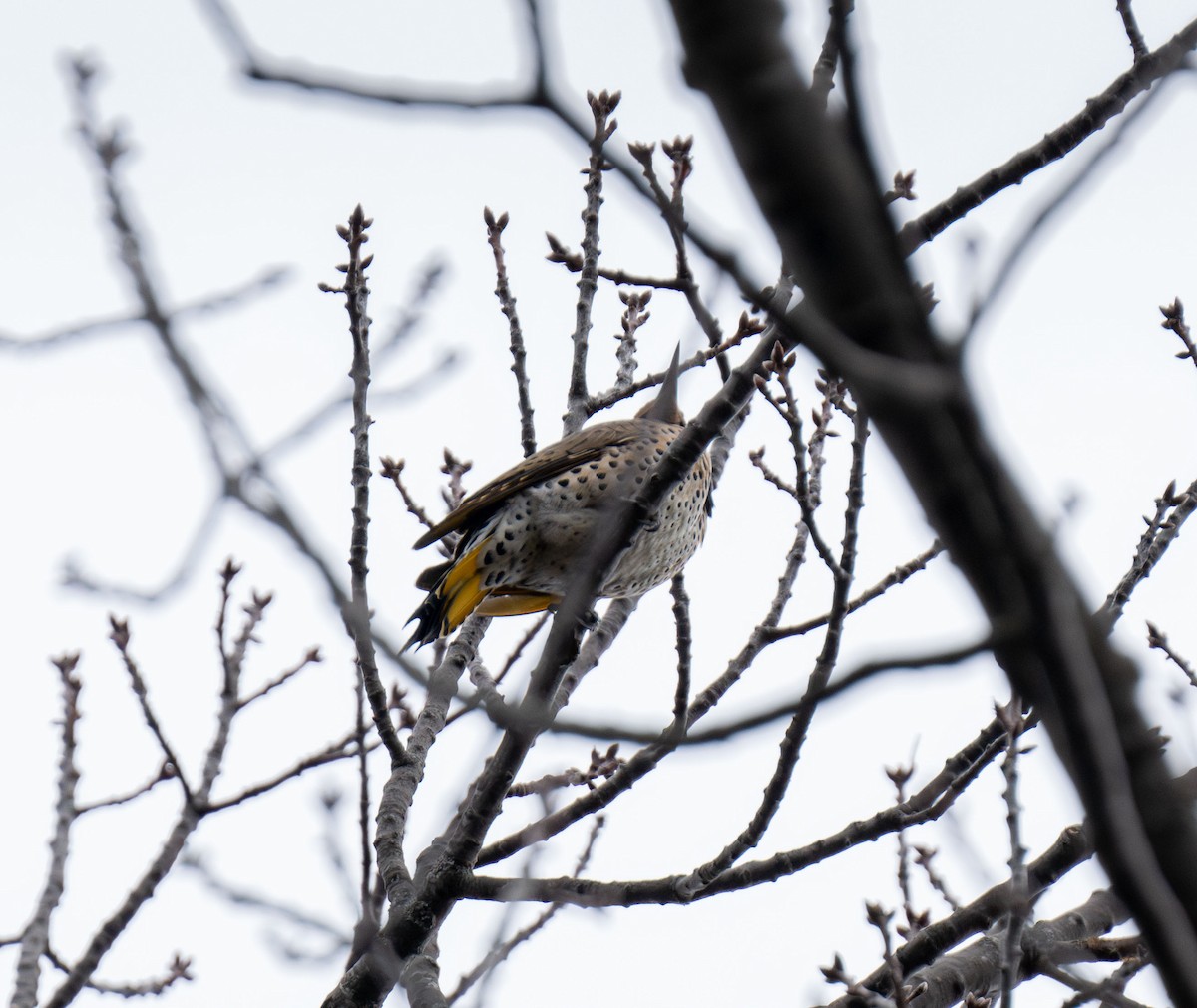 Northern Flicker (Yellow-shafted) - ML615650135