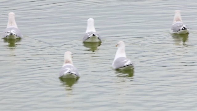 Short-billed Gull - ML615650137