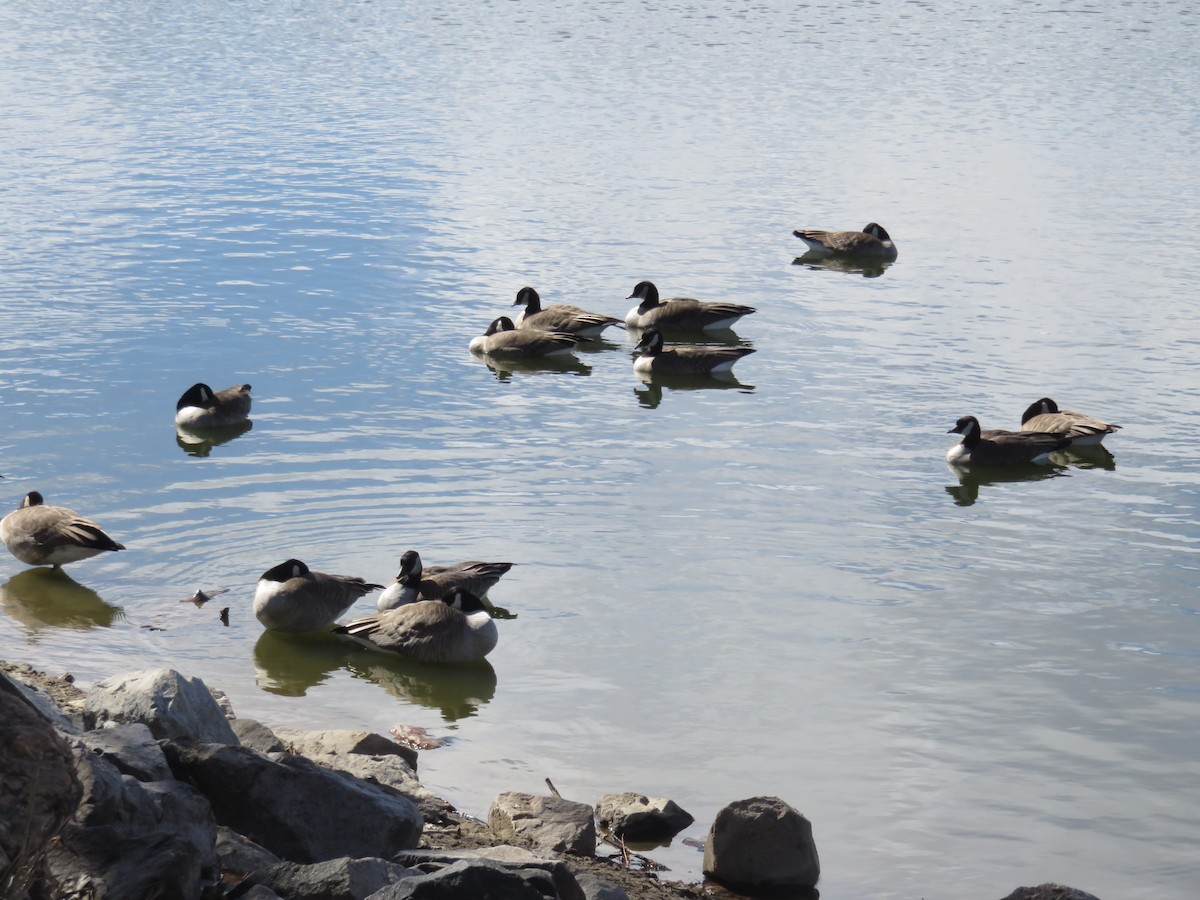 Cackling Goose - Gerhard Kuhn