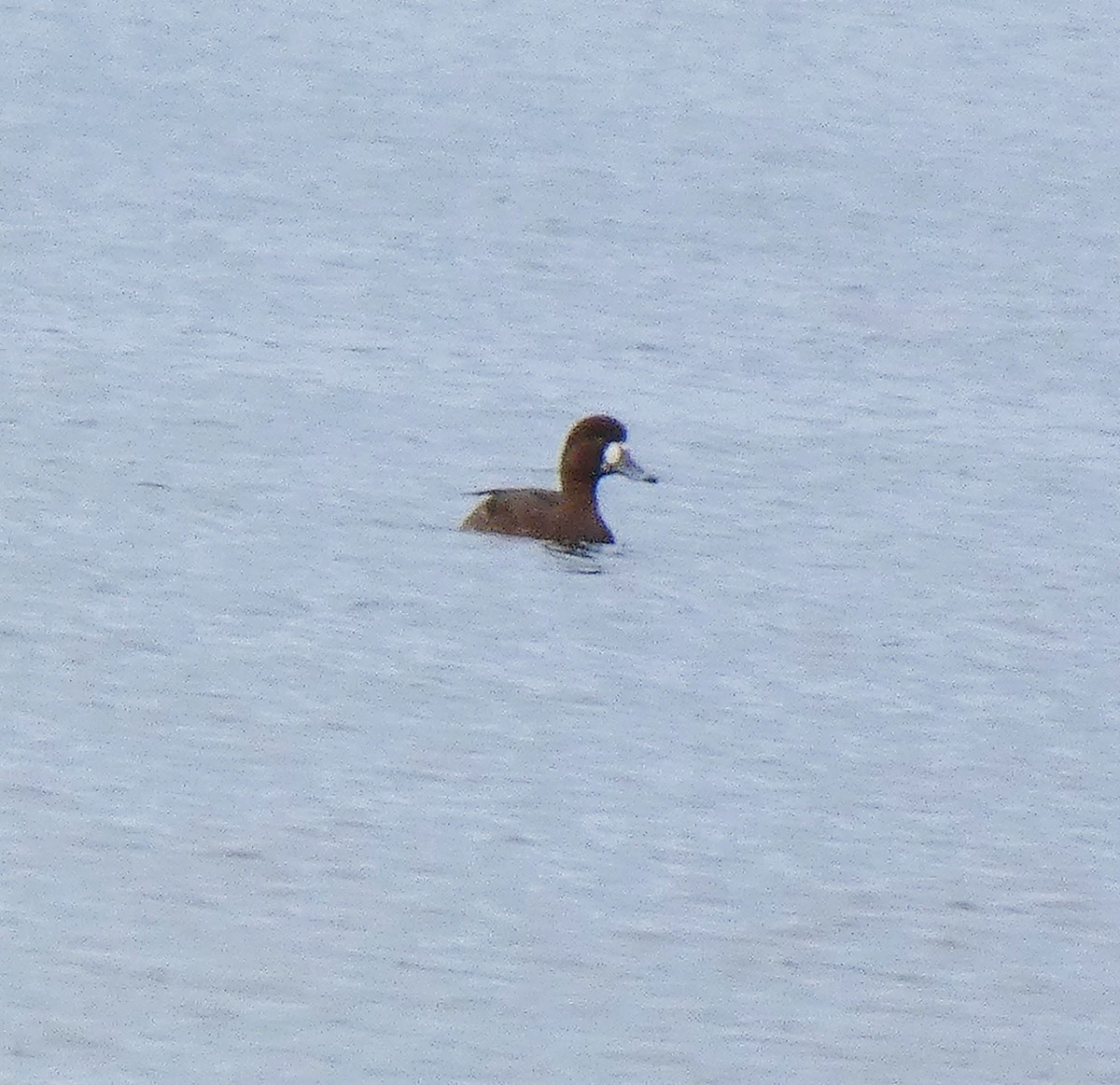 Greater Scaup - ML615650182