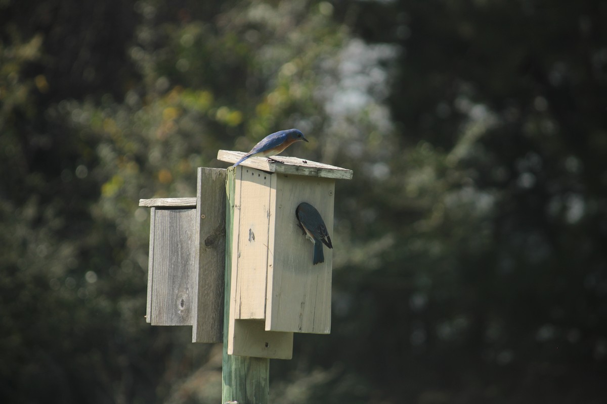 Eastern Bluebird - ML615650272