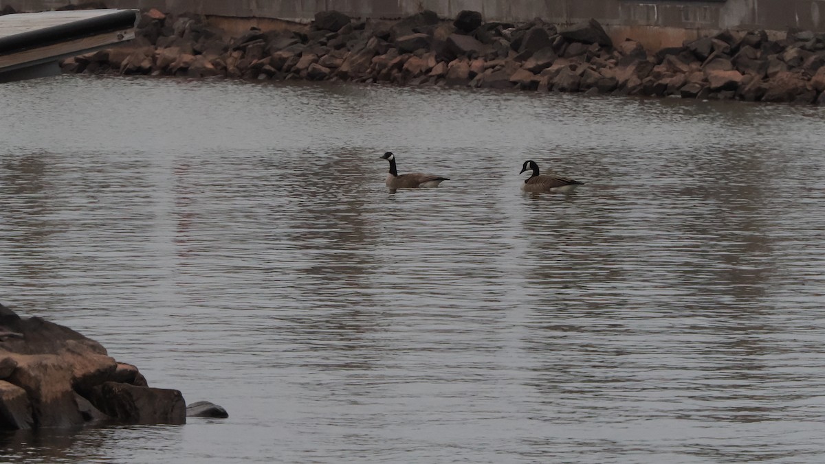 Canada Goose - Mike Grant