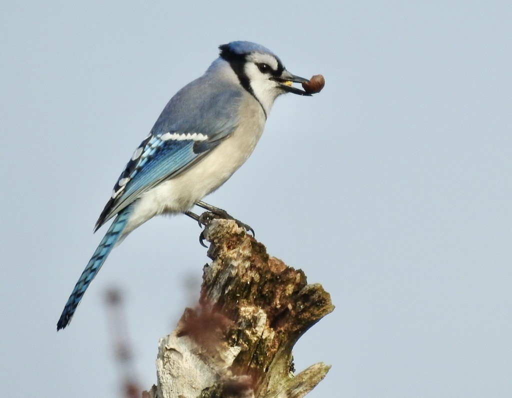 Blue Jay - Mary  McMahon