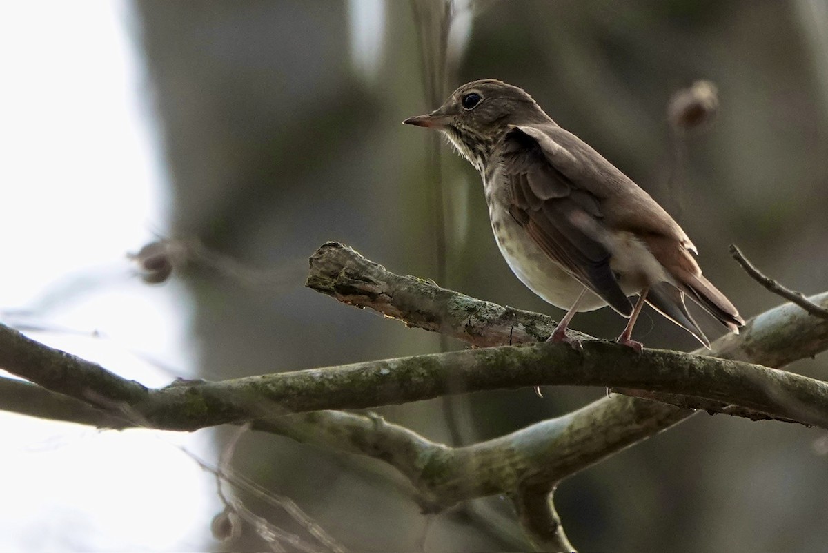 Hermit Thrush - ML615650416