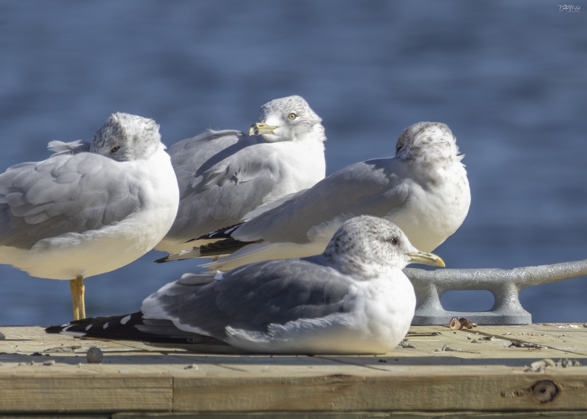 Common Gull (Kamchatka) - ML615650426