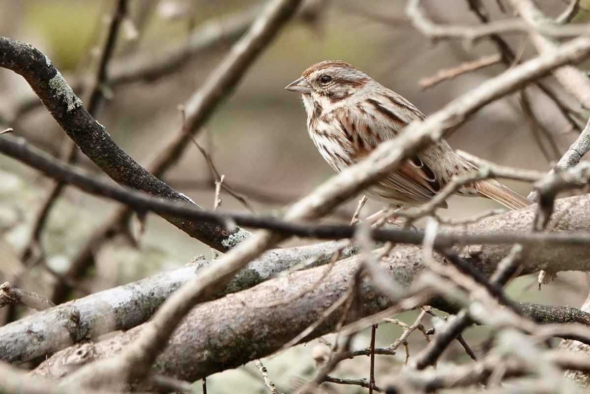 Song Sparrow - ML615650434