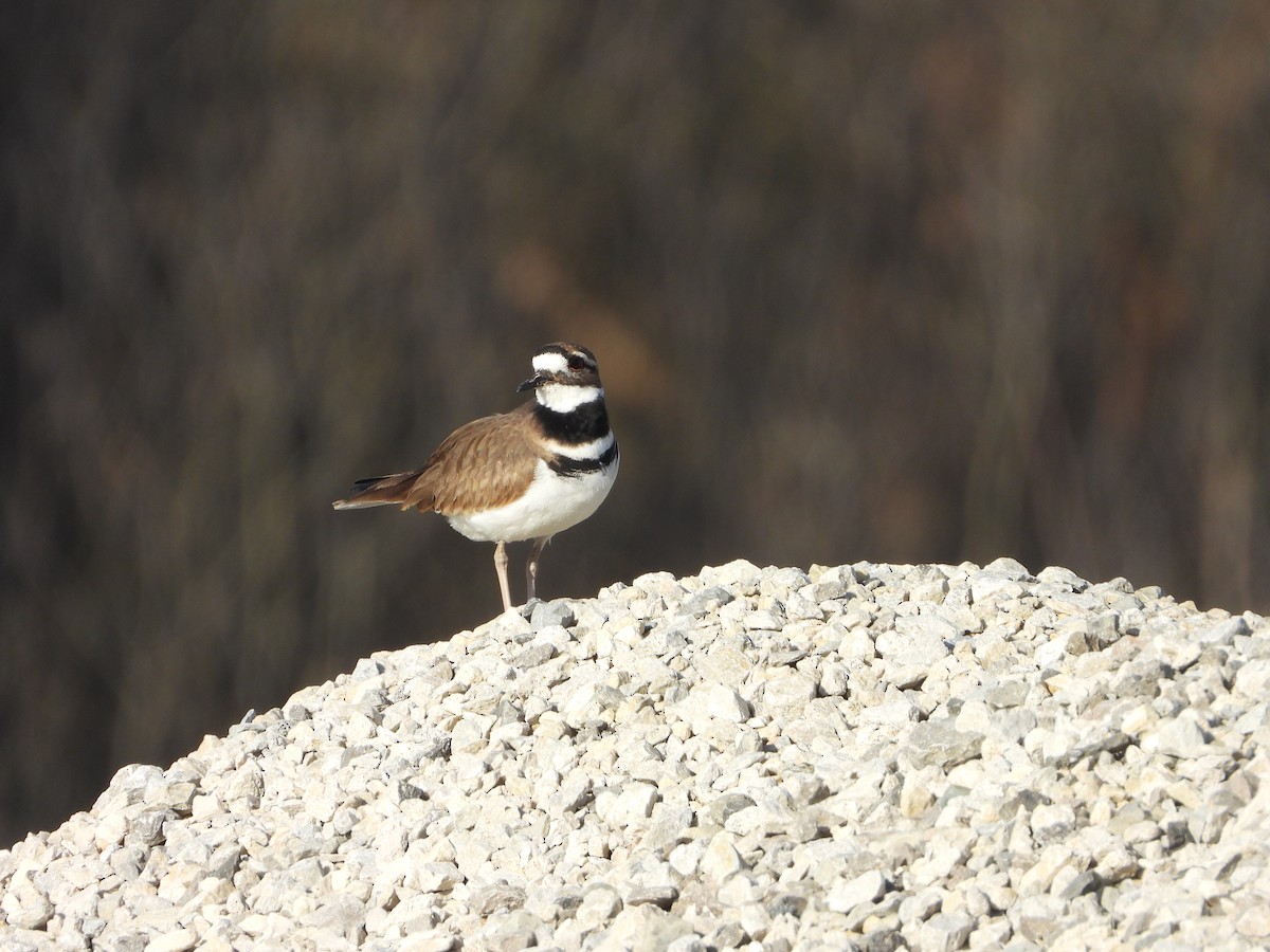 Killdeer - ML615650439