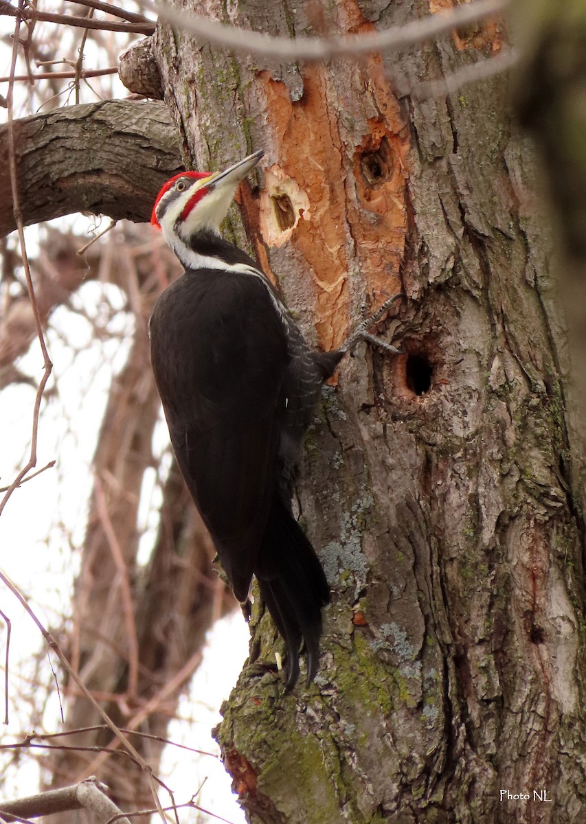 Pileated Woodpecker - ML615650446