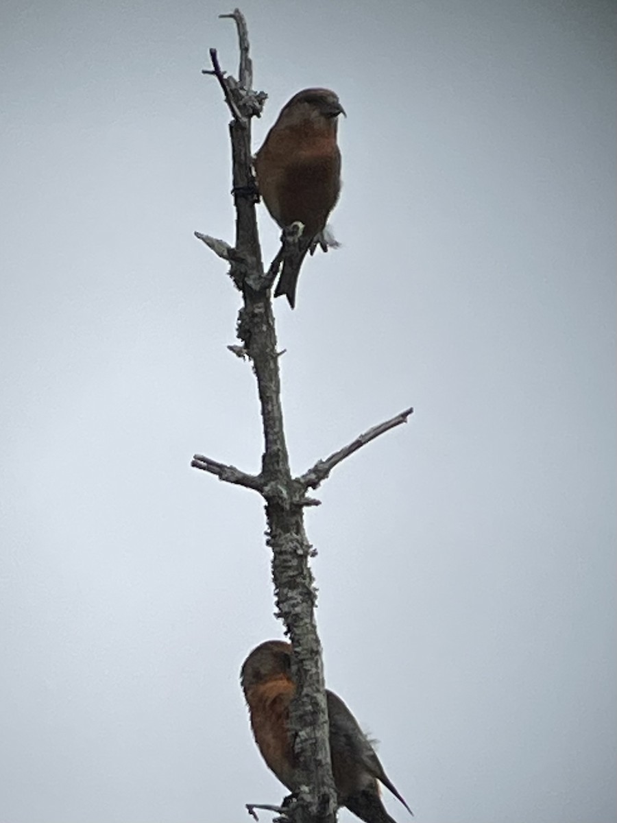 Red Crossbill - Bill Lafley