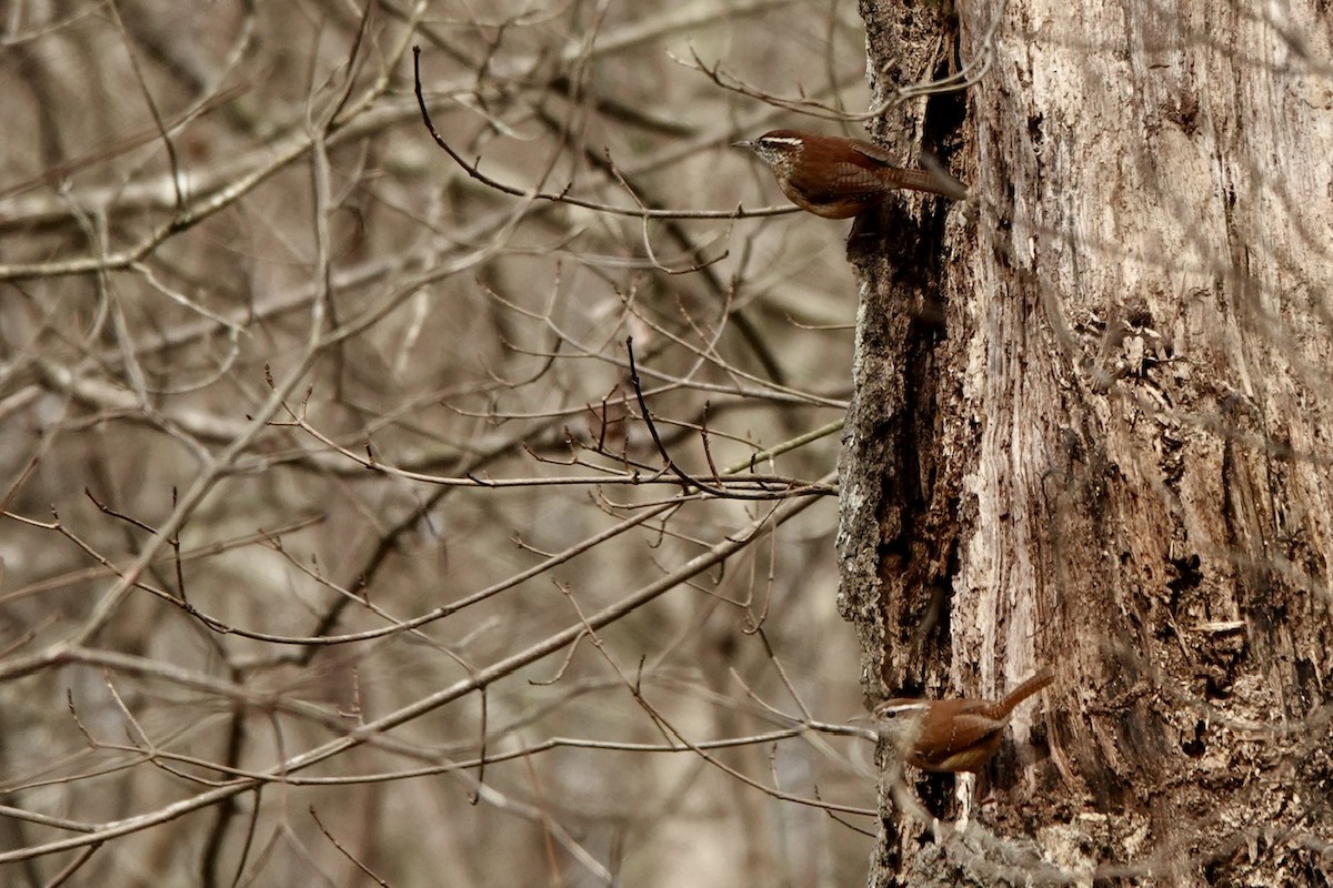 Carolina Wren - ML615650455