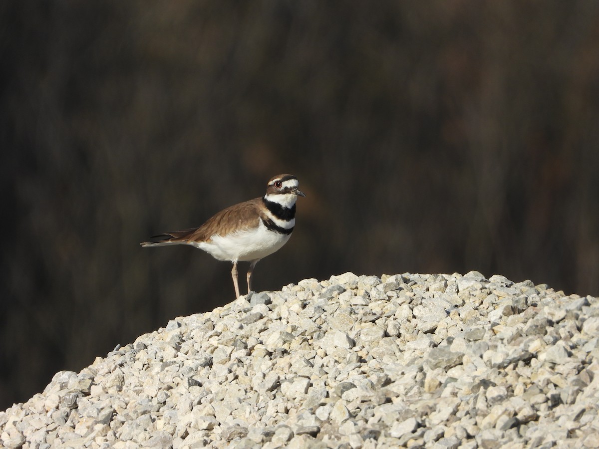 Killdeer - ML615650458