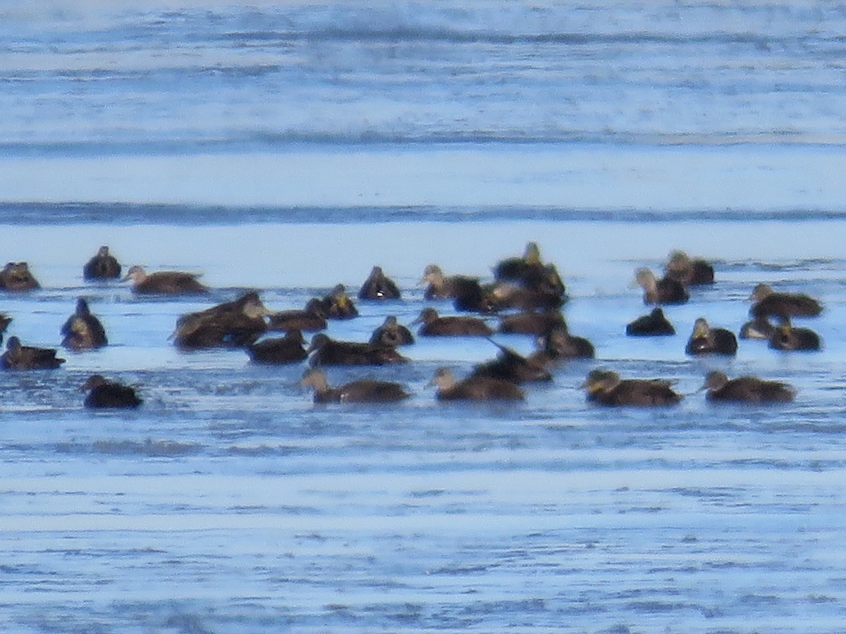 American Black Duck - ML615650466