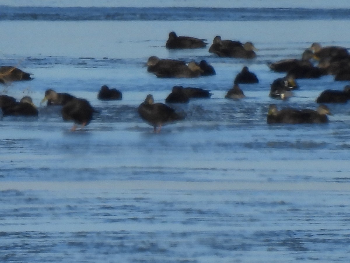 American Black Duck - ML615650467