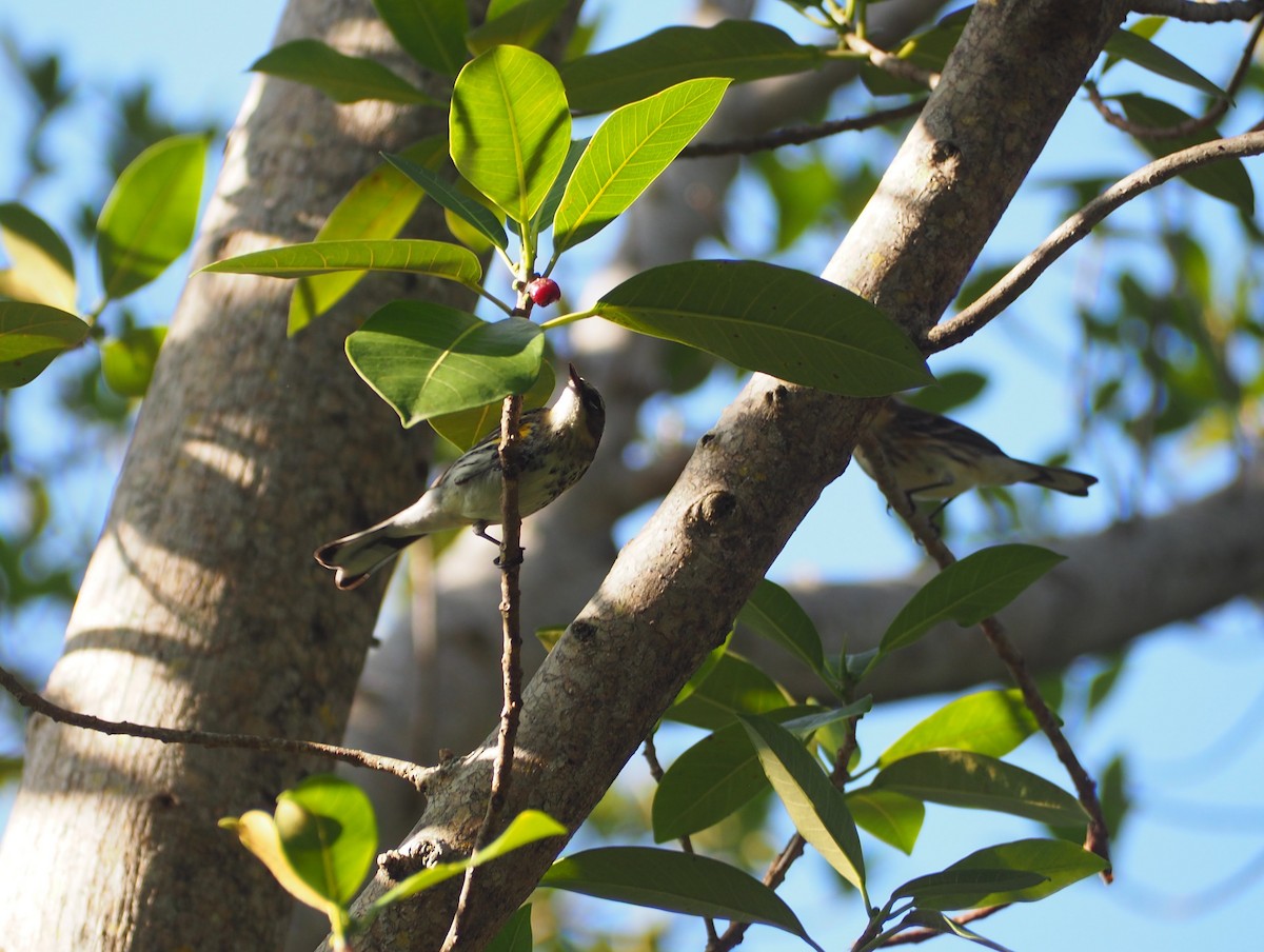 lesňáček žlutoskvrnný (ssp. coronata) - ML615650507