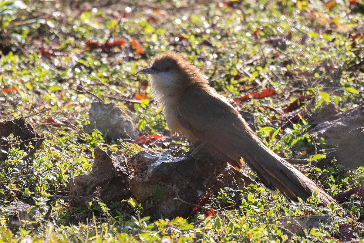 Great Lizard-Cuckoo - ML615650577