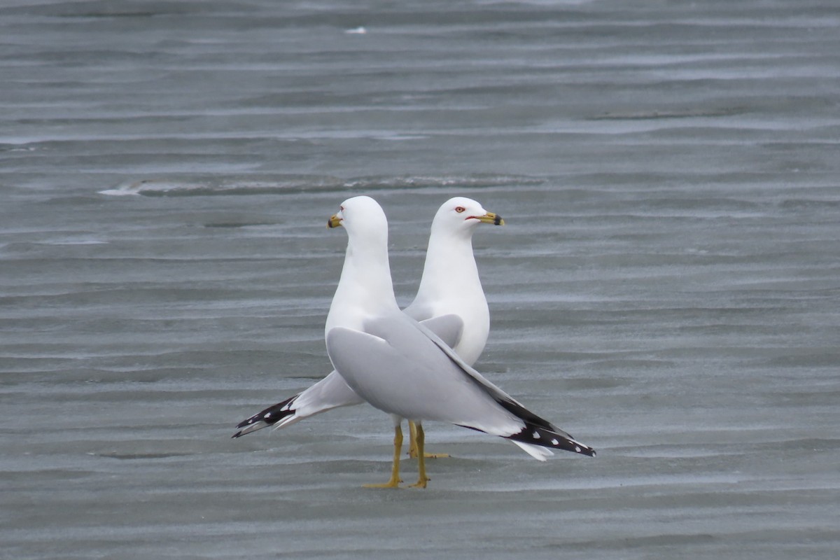 Ring-billed Gull - ML615650607