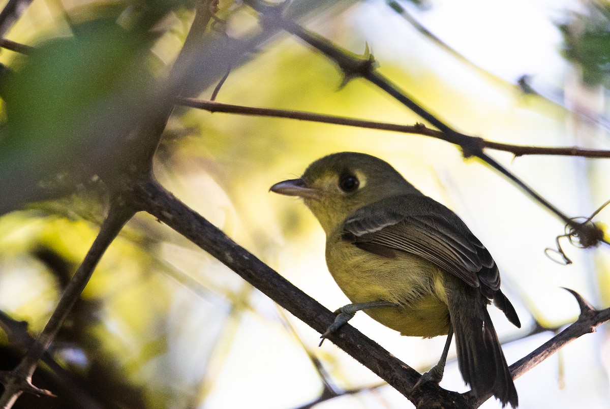 Cuban Vireo - ML615650612