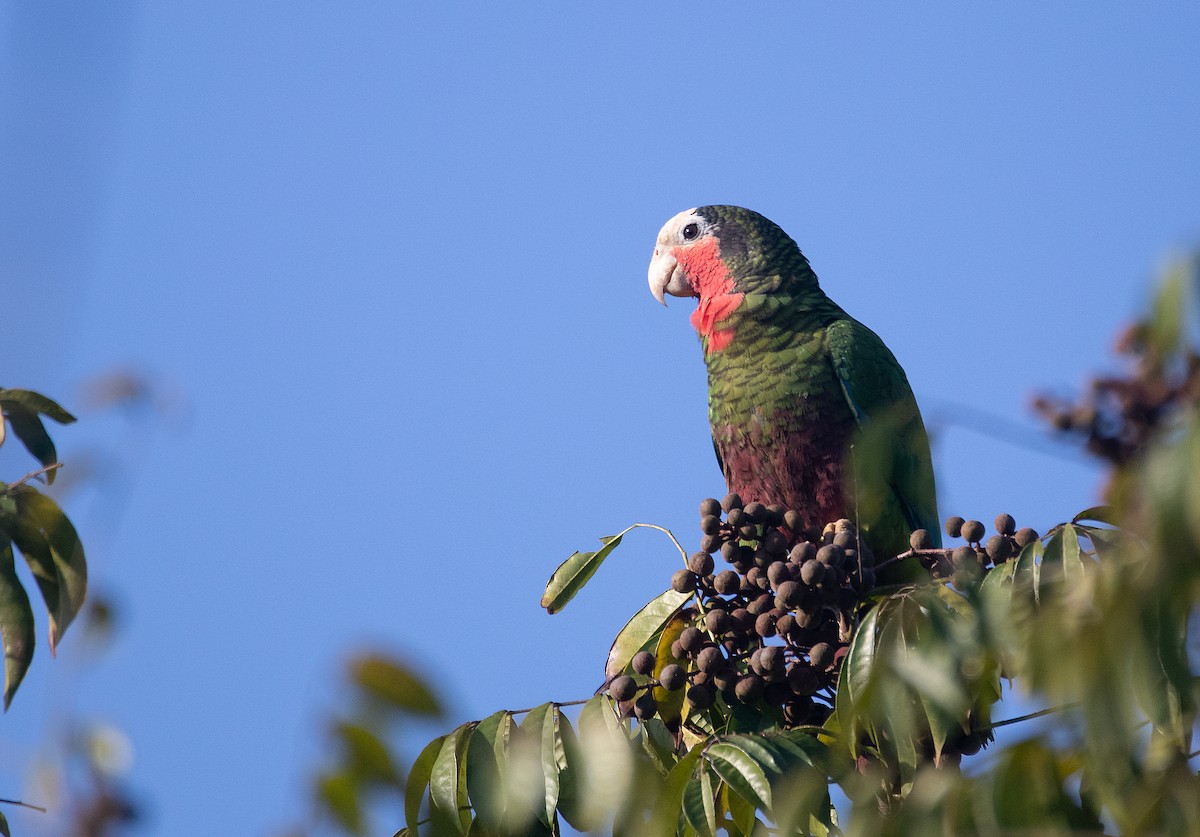 Amazona Cubana - ML615650630