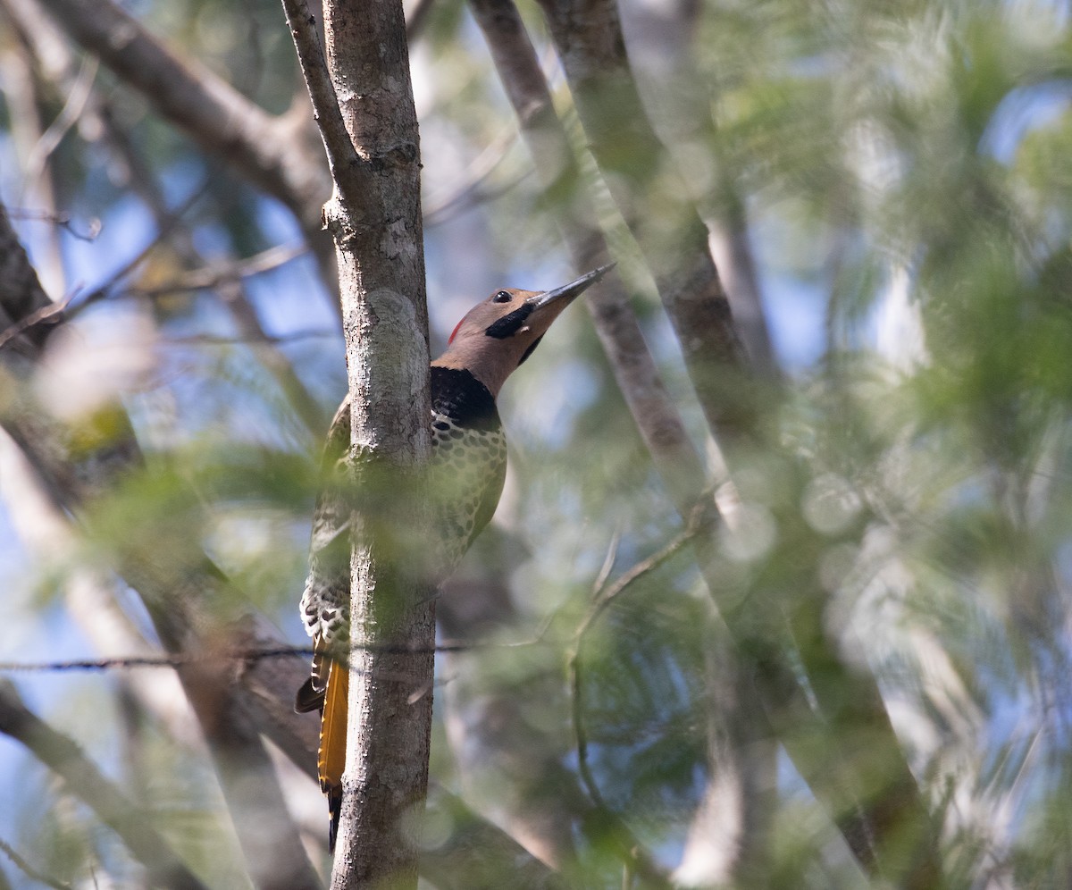 Northern Flicker (Cuban) - ML615650643