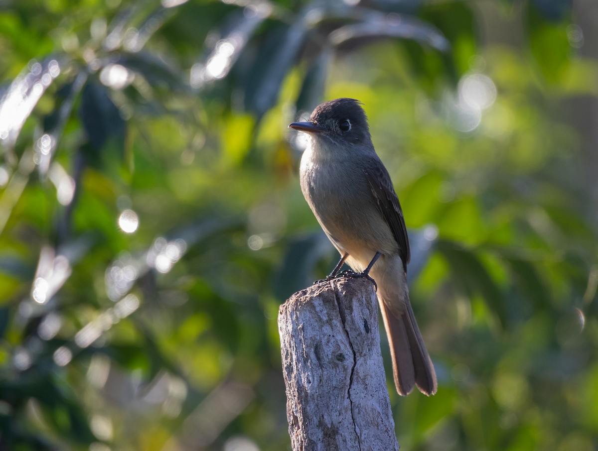 Cuban Pewee - ML615650656
