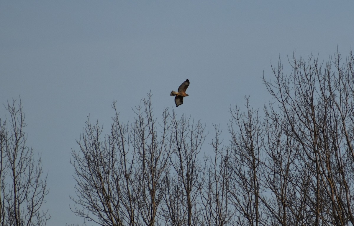 Red-shouldered x Red-tailed Hawk (hybrid) - Nova Scotia Bird Records
