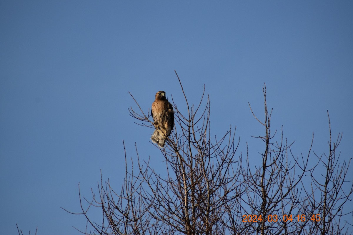 Red-shouldered x Red-tailed Hawk (hybrid) - ML615650682