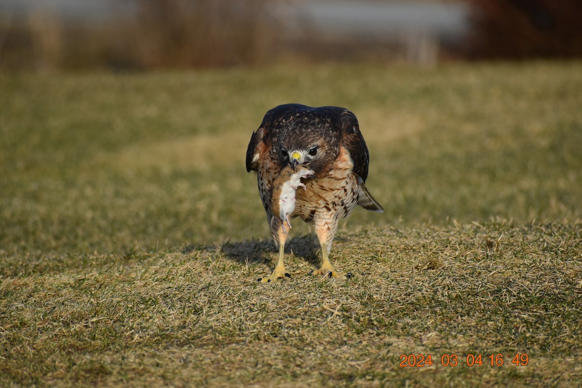 Red-shouldered x Red-tailed Hawk (hybrid) - ML615650683