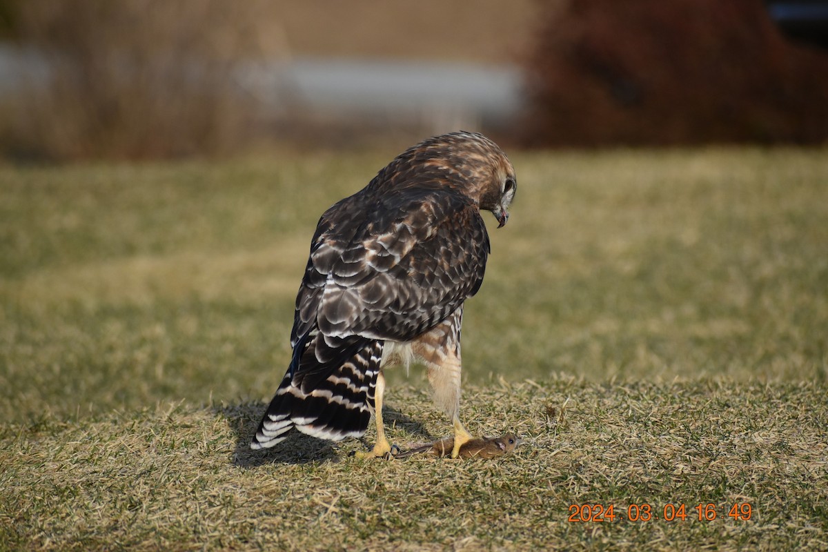 Red-shouldered x Red-tailed Hawk (hybrid) - ML615650684