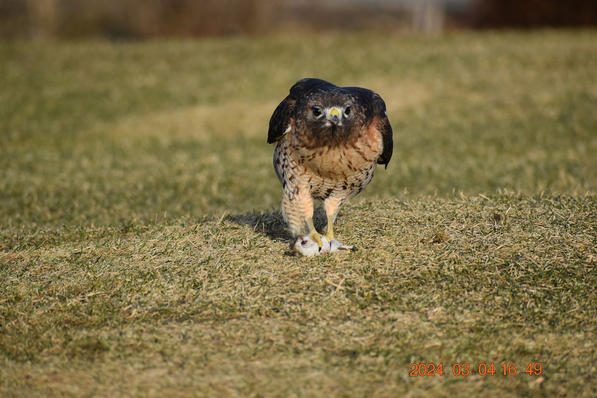 Red-shouldered x Red-tailed Hawk (hybrid) - ML615650685