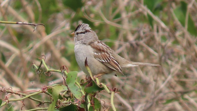White-crowned Sparrow - ML615650687