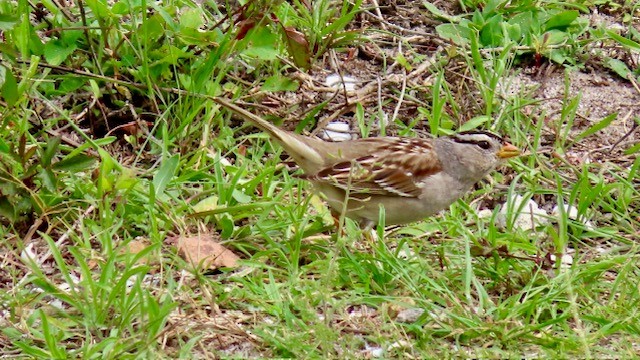 White-crowned Sparrow - ML615650688