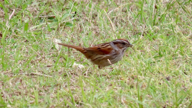 Swamp Sparrow - ML615650704