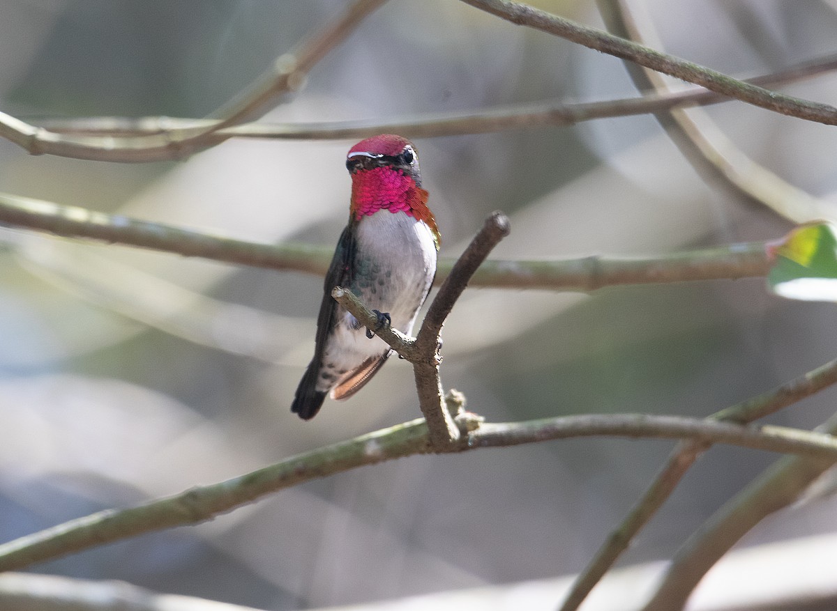 Colibrí Zunzuncito - ML615650727